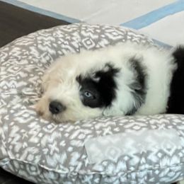 Sheepadoodle Puppies from Bns Sheepadoodles