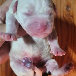 Male 8 - White and brindle male American Bulldog puppy in Xenia, Ohio from Bingham's Bulldogs LLC