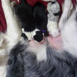 Border Collie Puppies from Rosann's Collies