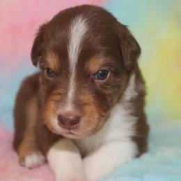 Boy 1 - Red tri-color male Australian Shepherd puppy in Granville, Ohio from River Trails Aussies
