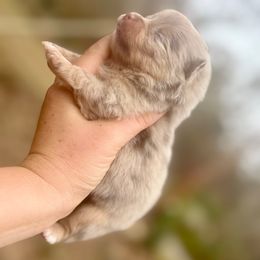 Lavender Merle Tri - Chocolate merle male Pomeranian puppy in Knoxville, Tennessee from Posh Parti Poms