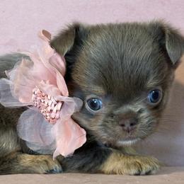 Goblin - Blue female Chihuahua puppy in Gloucester, Virginia from Charlotte's Web of Chihuahuas