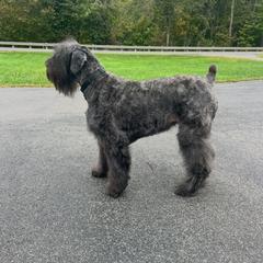 Reba - Bouvier des Flandres