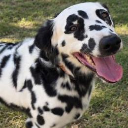 Dalmatian puppies from Texas Legacy Dalmatians