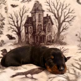 August - Wild boar male Dachshund puppy in Nampa, Idaho from 208 Wiener Wiggle Butts LLC