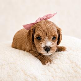 Hannah aka Poppy - Red female Cavapoo puppy in Ephrata, Washington from Mustard Seed Doodle Co.