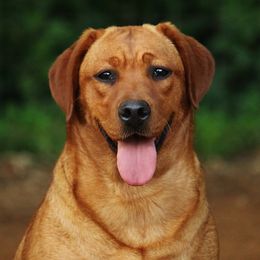 River - Labrador Retriever
