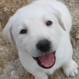 Labrador Retriever puppies from Badland Kennel