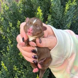 Rudolph - Chocolate male Yorkipoo puppy in Oakland, Kentucky from Imperial Dogs