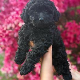Boy 3 - Black male Poodle puppy in Greenville, North Carolina from Royal Paws, LLC
