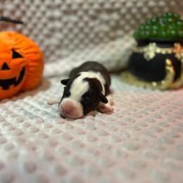 Bones - Brindle and white male Cardigan Welsh Corgi puppy in Clio, Michigan from Old Oak Cardigans