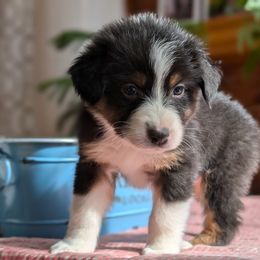 Bandit - Black tri-color Australian Shepherd puppy in Corydon, Indiana from Eulenberg Farm Australian Shepherds