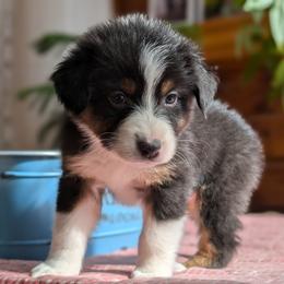 Bandit - Black tri-color Australian Shepherd puppy in Corydon, Indiana from Eulenberg Farm Australian Shepherds