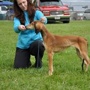 Saluki Puppies from Kushiel Salukis