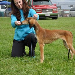 Saluki Puppies from Kushiel Salukis
