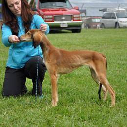Saluki Puppies from Kushiel Salukis