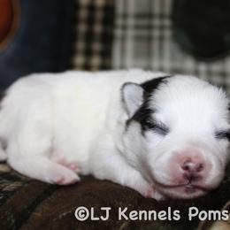 Alisson - Black and white female Pomsky puppy in Centerville, Iowa from LJ Kennels Pomskies, LLC