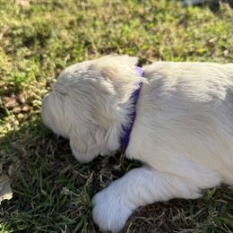 Girl 4 - Light golden female Golden Retriever puppy in Buckeye, Arizona from Ryder's Roundup