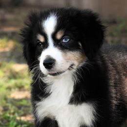 Buster - Black tri male Miniature American Shepherd puppy in Snyder, Texas from RLA Miniature American Shepherds