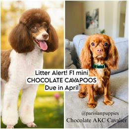 Cavapoo puppies from Parisian Puppies