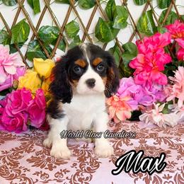 Max - Tri-color male Cavalier King Charles Spaniel puppy in Hollywood, Florida from World Class Cavaliers