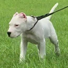 Boy 3 - White male Dogo Argentino puppy in Morgan Hill, Pennsylvania from De la Fuerza De Dios