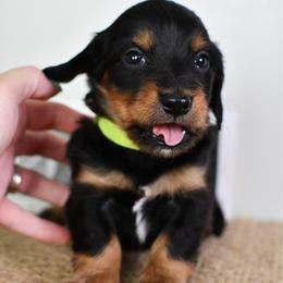 Neon yellow collar boy - Black and tan male Dachshund puppy in Empire, Alabama from Heart of Dixie Kennel