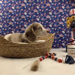Atlas - Chocolate and cream male Dachshund puppy in Dothan, Alabama from Hot Diggity Doxies of Dothan