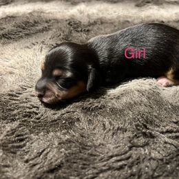 Dachshund Puppies from Chamberlains Doxie