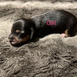 Dachshund Puppies from Chamberlains Doxie