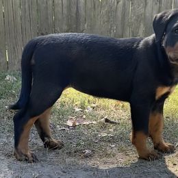 Gia Jolie - Black and tan Rottweiler puppy in Chesapeake, Virginia from Von Haus Wilkerson Rottweilers