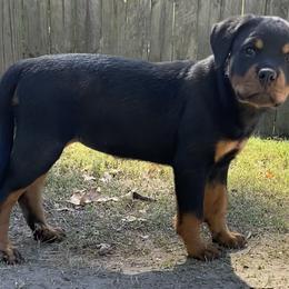 Gia Jolie - Black and tan Rottweiler puppy in Chesapeake, Virginia from Von Haus Wilkerson Rottweilers