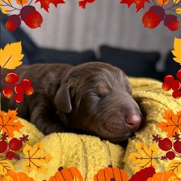Girl 2 - Red and rust female Doberman Pinscher puppy in Neshkoro, Wisconsin from Sky’s Dobermans