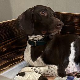 German Shorthaired Pointers from Oakley’s Shorthairs