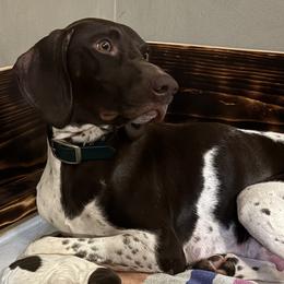 German Shorthaired Pointers from Oakley’s Shorthairs