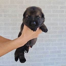 Boris Karloff - Sable male German Shepherd puppy in Winston Salem, North Carolina from Samtastic Shepherds