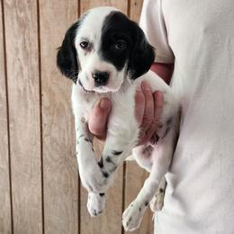 Boy 3 Purple - Blue belton male Llewellin Setter puppy in North Dinwiddie, Virginia from Pups Furever