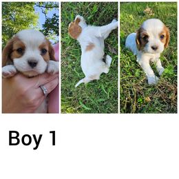 Boy 1 - Cavalier King Charles Spaniel puppy in Stilwell, Oklahoma from Parker's Pups