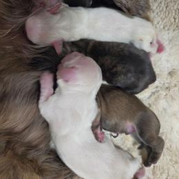 Cream brindle - Brindle female Dachshund puppy in Ashford, Alabama from Circle City Dachshunds