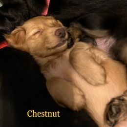 Dachshund Puppies from GretaLo Dachshunds