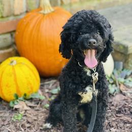 Roman - Poodle