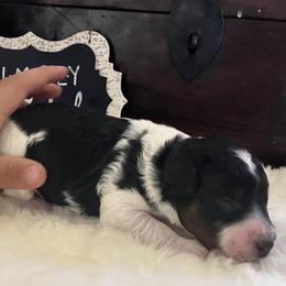 Girl 2 - female Aussiedoodle puppy in Orange Cove, California from Sand Creek Ranch Aussiedoodles