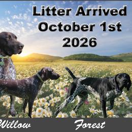 Girl 5 - Black female German Shorthaired Pointer puppy in Chetek, Wisconsin from Susan's German Shorthaired Pointers