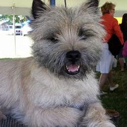 Cairn Terriers from Kaatskill