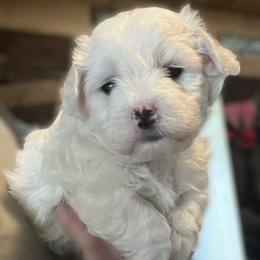 Sprite - White male Coton de Tulear puppy in Rubicon, Wisconsin from Purplehaze Acres Cotons de Tulear