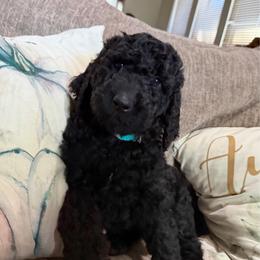 Pandora - Black female Goldendoodle puppy in Arlington, Texas from Chambers Doodle Patch
