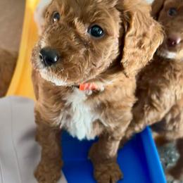 Orange - Red  female Goldendoodle puppy in Guntersville, Alabama from Carefree Goldendoodles