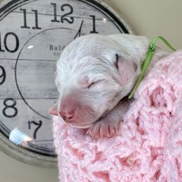 Ivy (green ribbon girl) - White and black female Dalmatian puppy in Hillsville, Virginia from Spot On Dalmatians