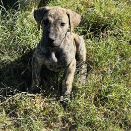 Brindle boy 4 - Brindle male Great Dane puppy in Devine, Texas from Texas Devine Danes & Aussies