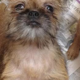 Bernese Mountain Dog and Brussels Griffon Puppies from Brooks Berner Bears